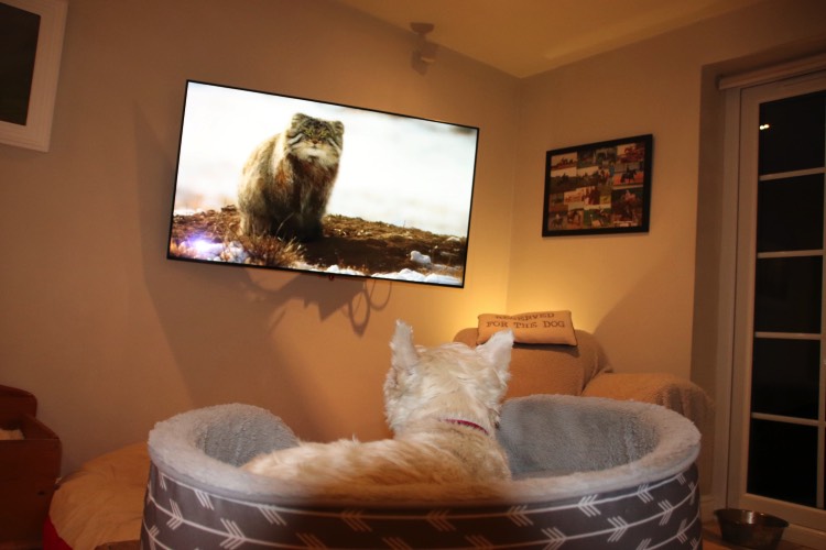 Dog in bed watching cat on TV