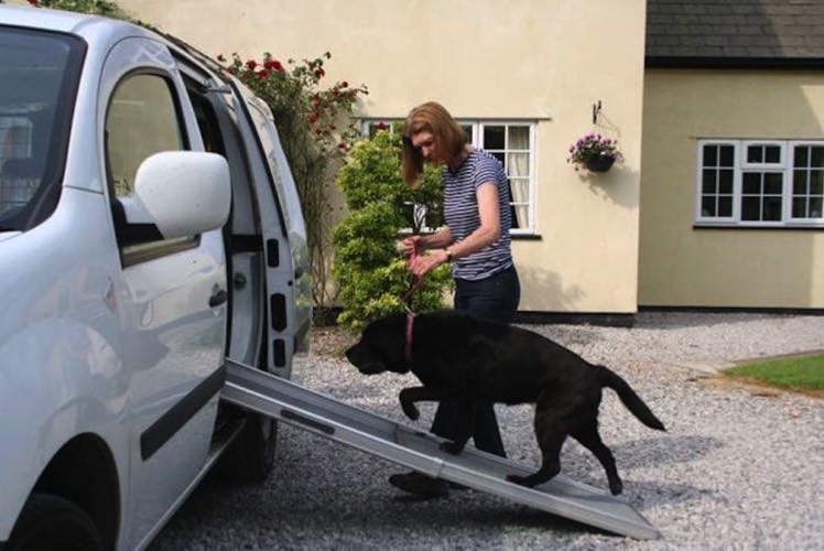 Mature dog climing ramp into dogmobile