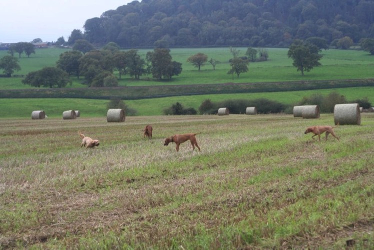 Dogs in a wide open field