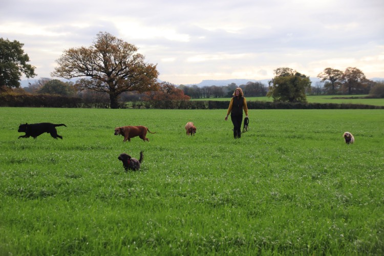 Dogs exploring open field