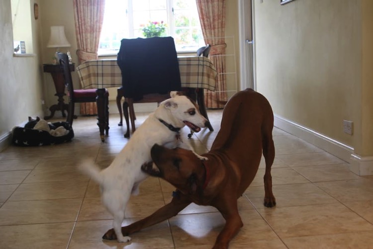 Romping in the kitchen