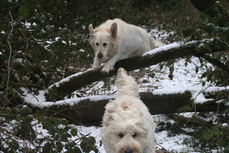 Jumping in the woods