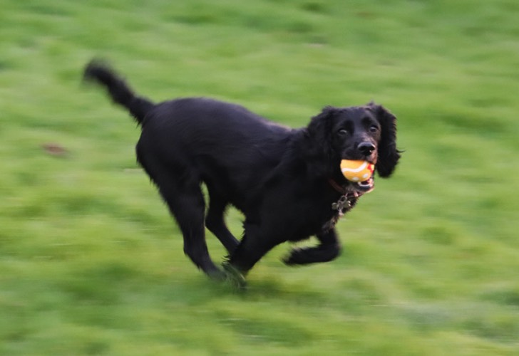 Black lab catches ball