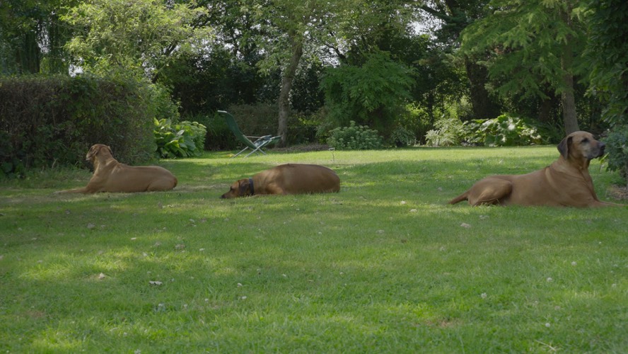 Lazing in a summer garden