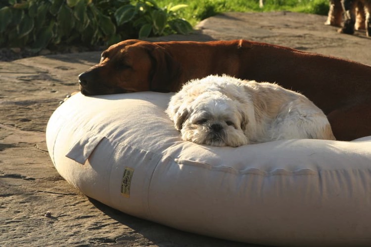 Lazing in the summer sun