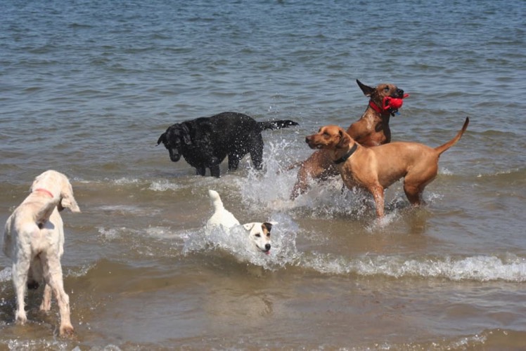 Splashing in the sea