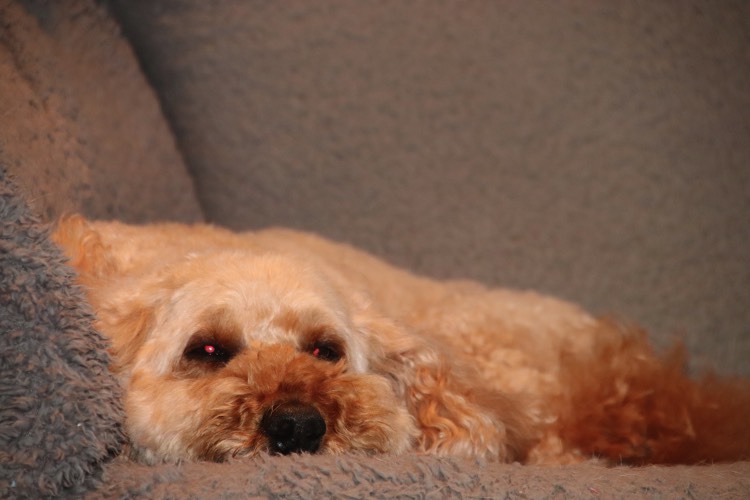 Little dog snoozing on sofa