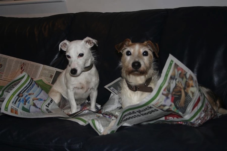 Two dogs reading the Sunday papers