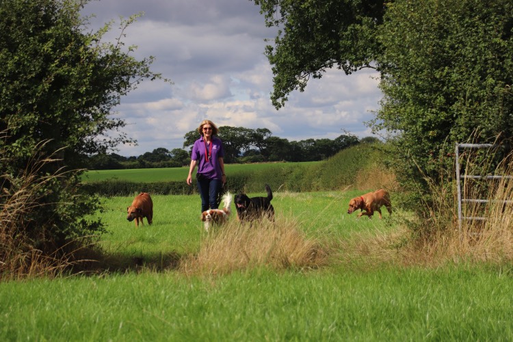 Gogs passing through field gate